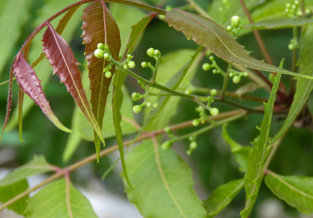 Neem-öljy kylmäpuristettu luomu