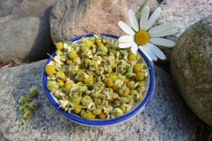 Kamomillan kukat luomu (eurooppalaisia)