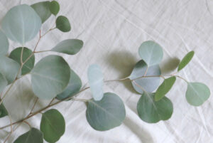 Eucalyptus eteerinen öljy