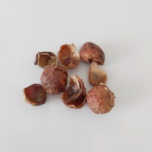 Pesupähkinät