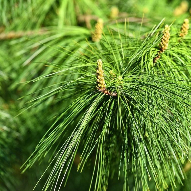 Seetripuu (cedarwood) eteerinen öljy